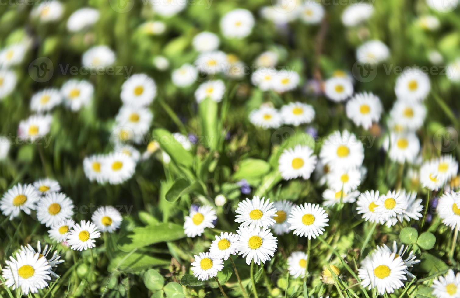 weiße sommerblüte von gänseblümchen foto