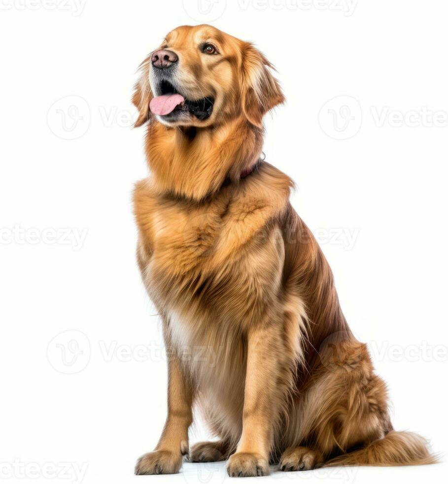 golden Retriever Hund Sitzung im Vorderseite von Weiß Hintergrund generativ ai foto