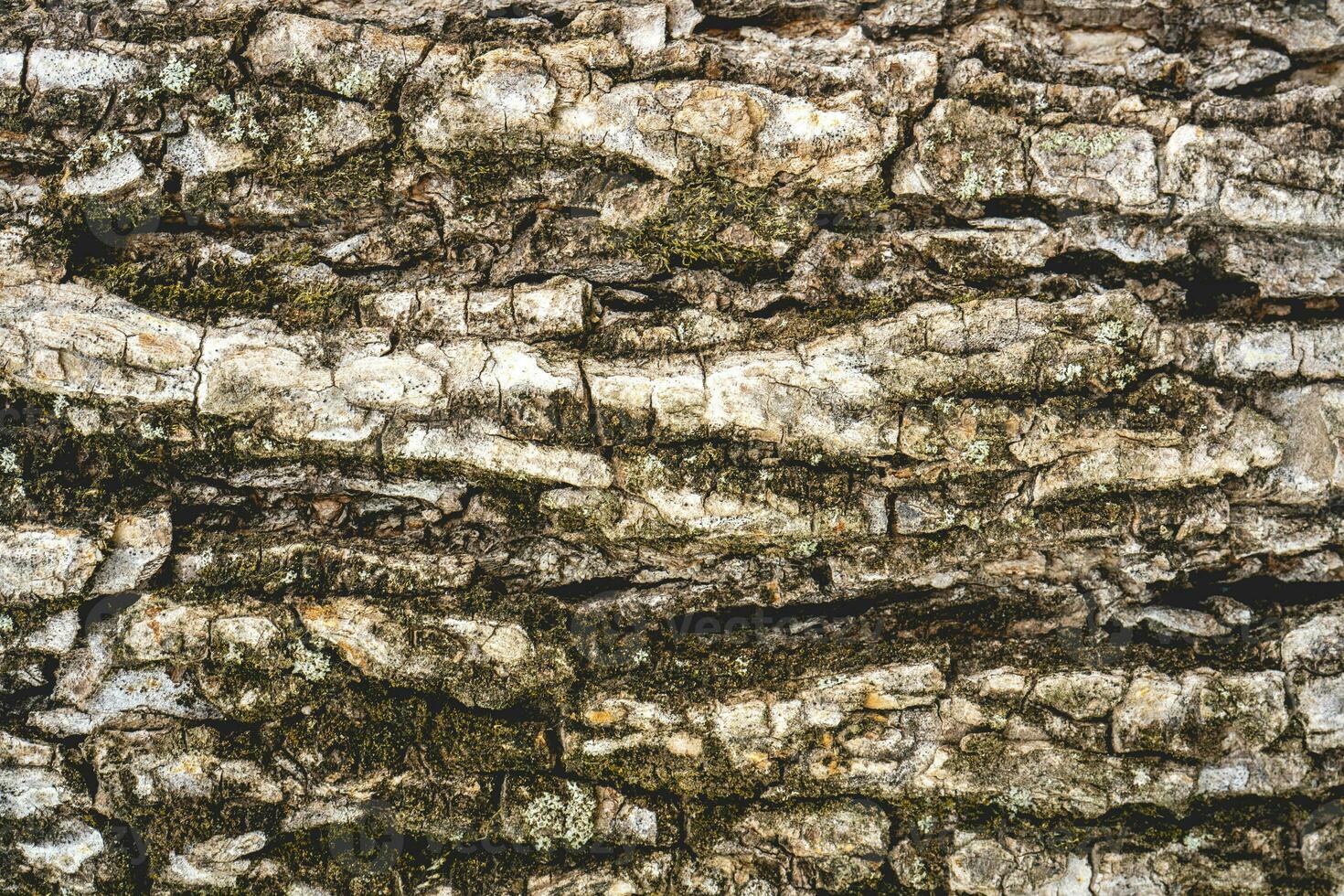 Hintergrund, schließen oben von ein alt Baum. foto