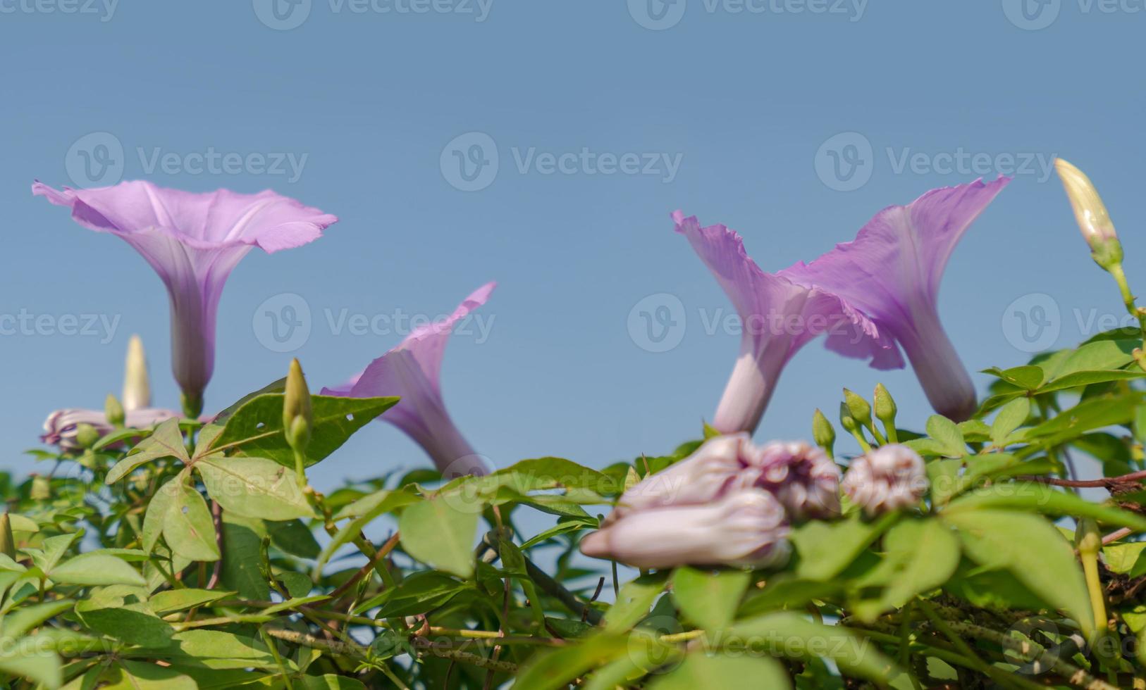 lila Blumen unter blauem Himmel foto