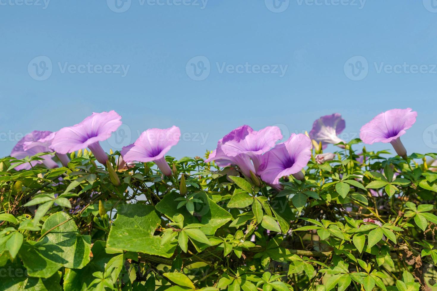 lila Blumen unter blauem Himmel foto