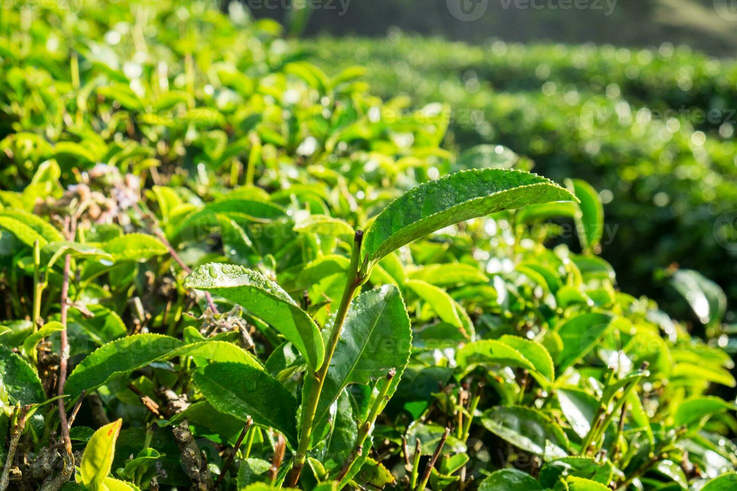 Tee Blatt Tau schießt im Bauernhof foto