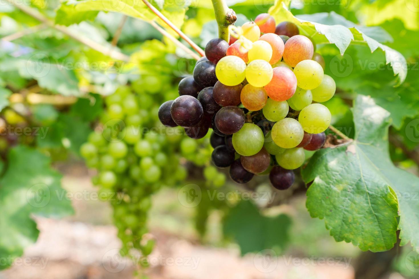 Weinberg mit Weißweintrauben auf dem Land, sonnige Trauben hängen an der Rebe foto