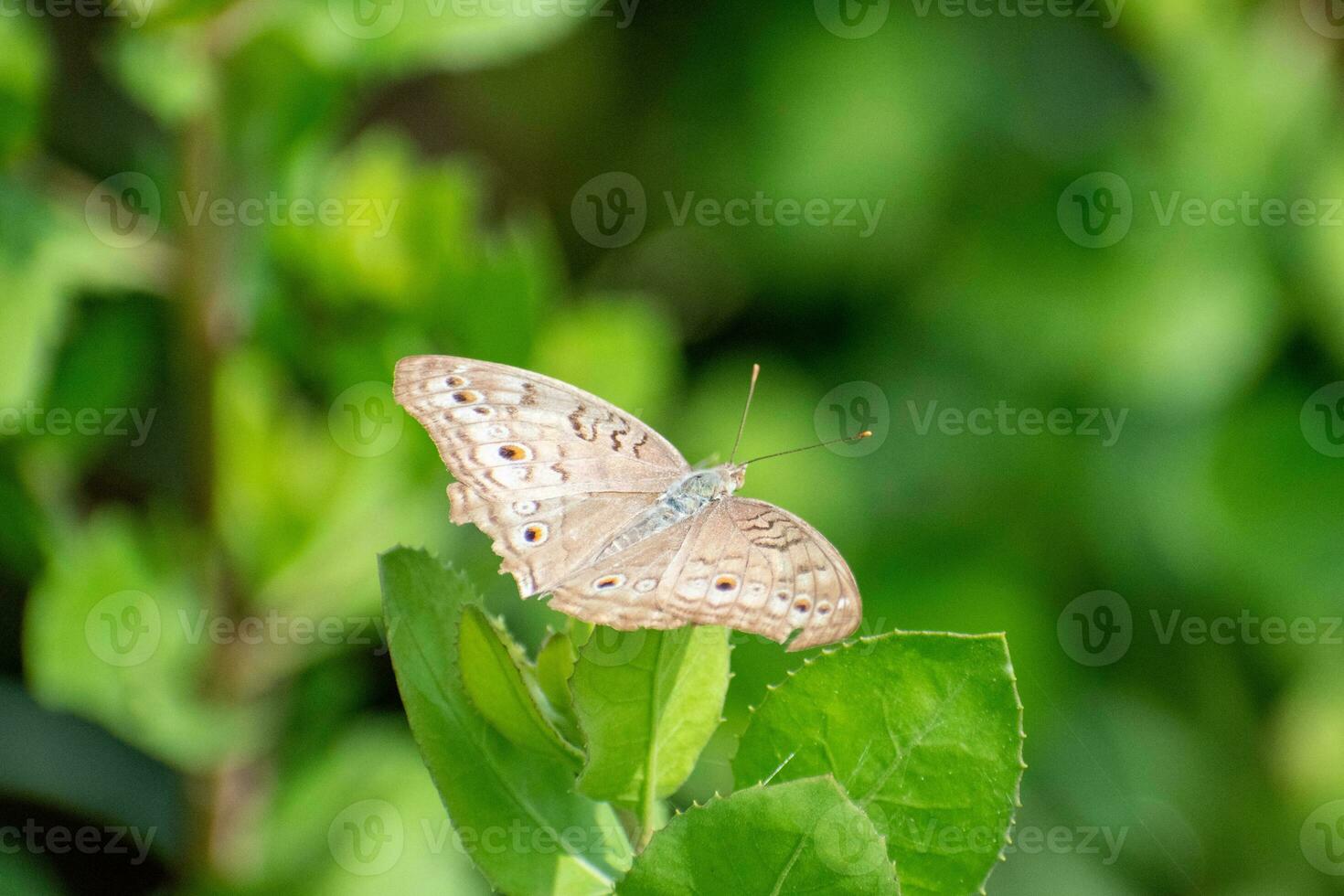 grau Stiefmütterchen Schmetterling thront auf causonis trifolia Blatt. schön Junonia atlites Schmetterlinge. Objekt im Center von Foto
