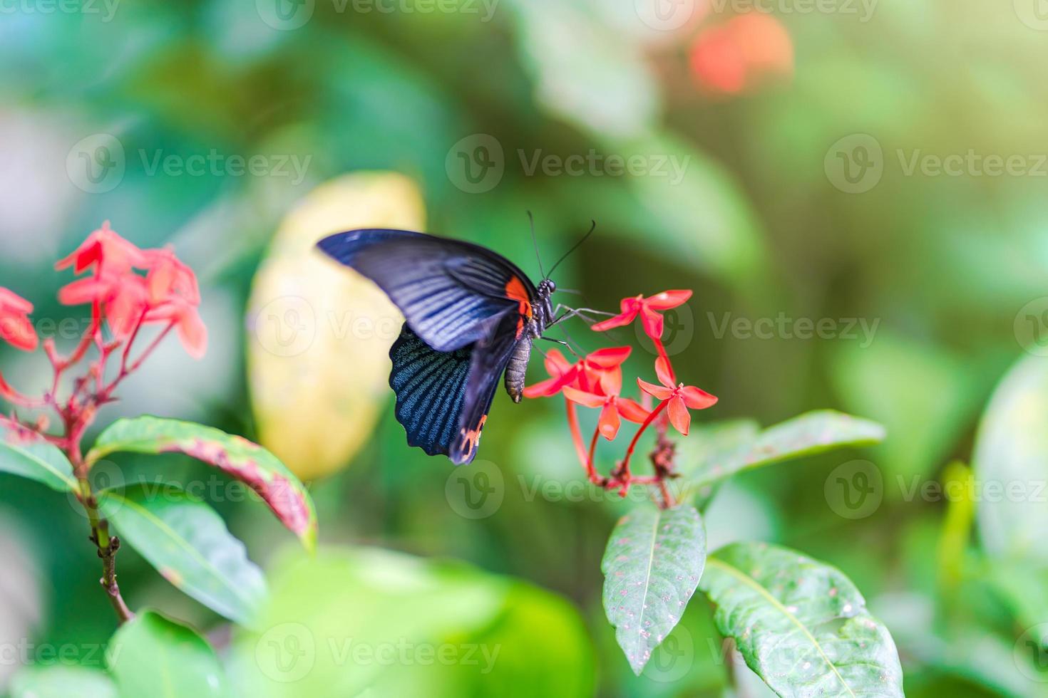 Schmetterling auf Blume foto