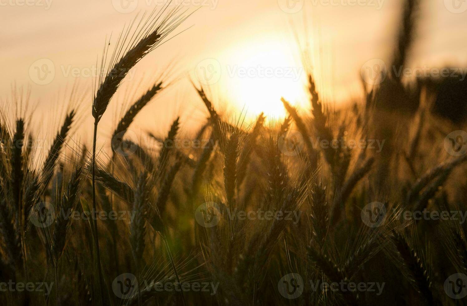 tropisch Meer Sonnenuntergang Baum Himmel Aussicht Hintergrund foto