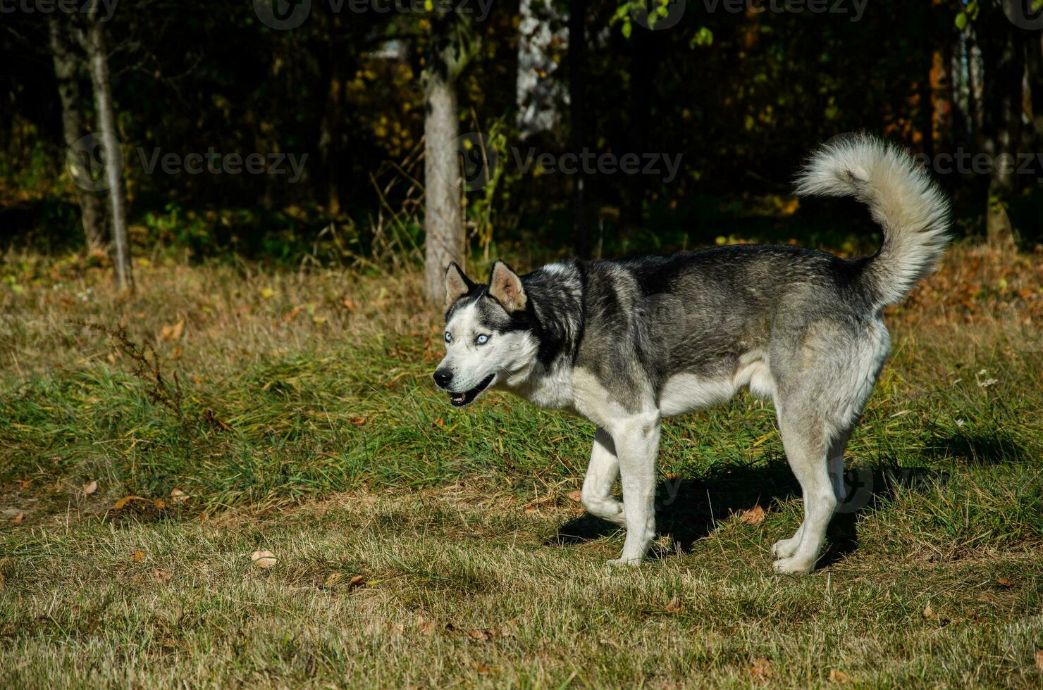 heiser Hund mit schön Blau Augen. Herbst Park. Gehen das Hund. foto