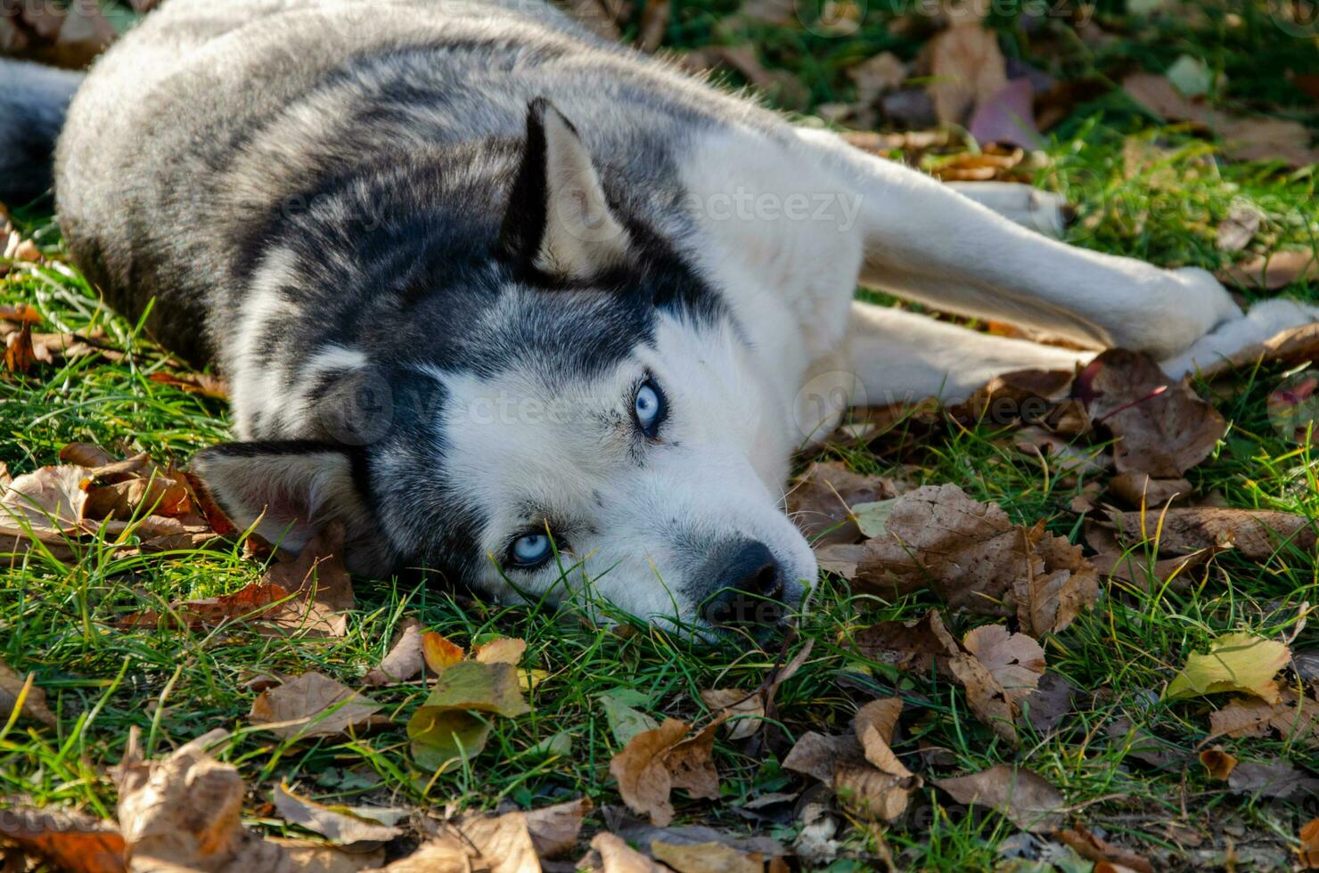 heiser Hund mit schön Blau Augen. Herbst Park. Gehen das Hund. foto