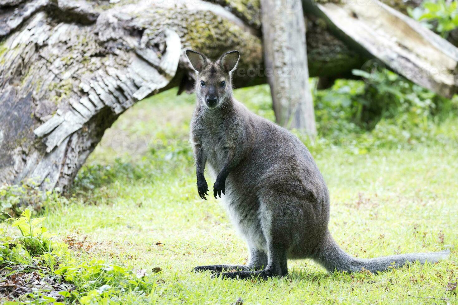 Känguru im ein Clearing foto