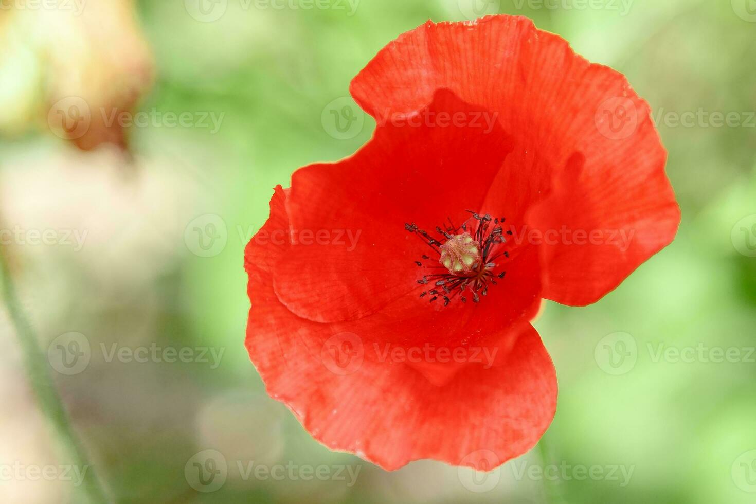 wunderbare rote Mohnblumen im grünen Gras foto