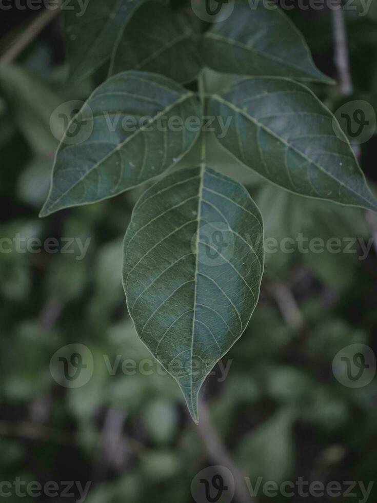 Nahansicht von ein oben hängend Blatt Ast. foto