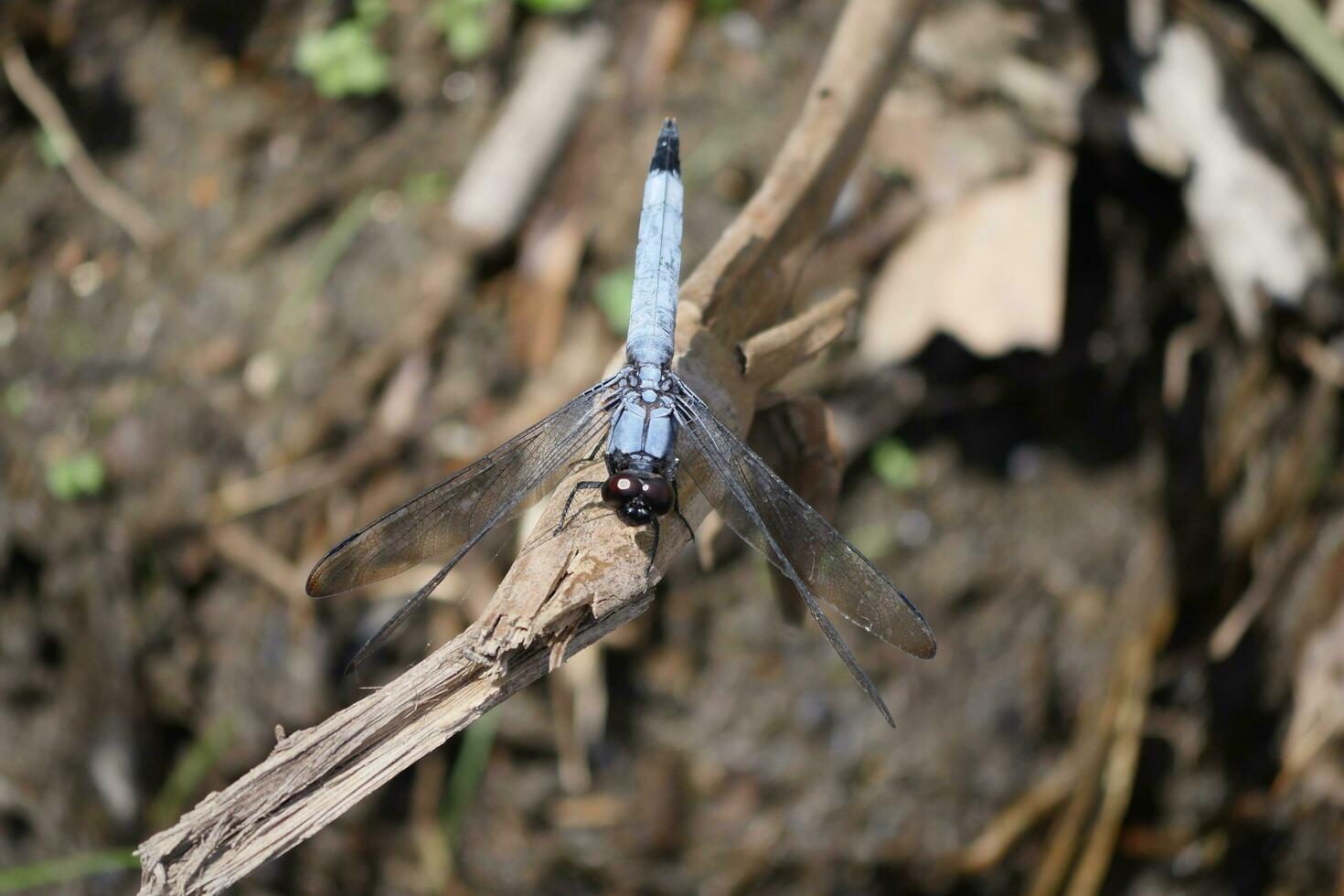 ein Blau Libelle auf ein Ast im das Wald foto