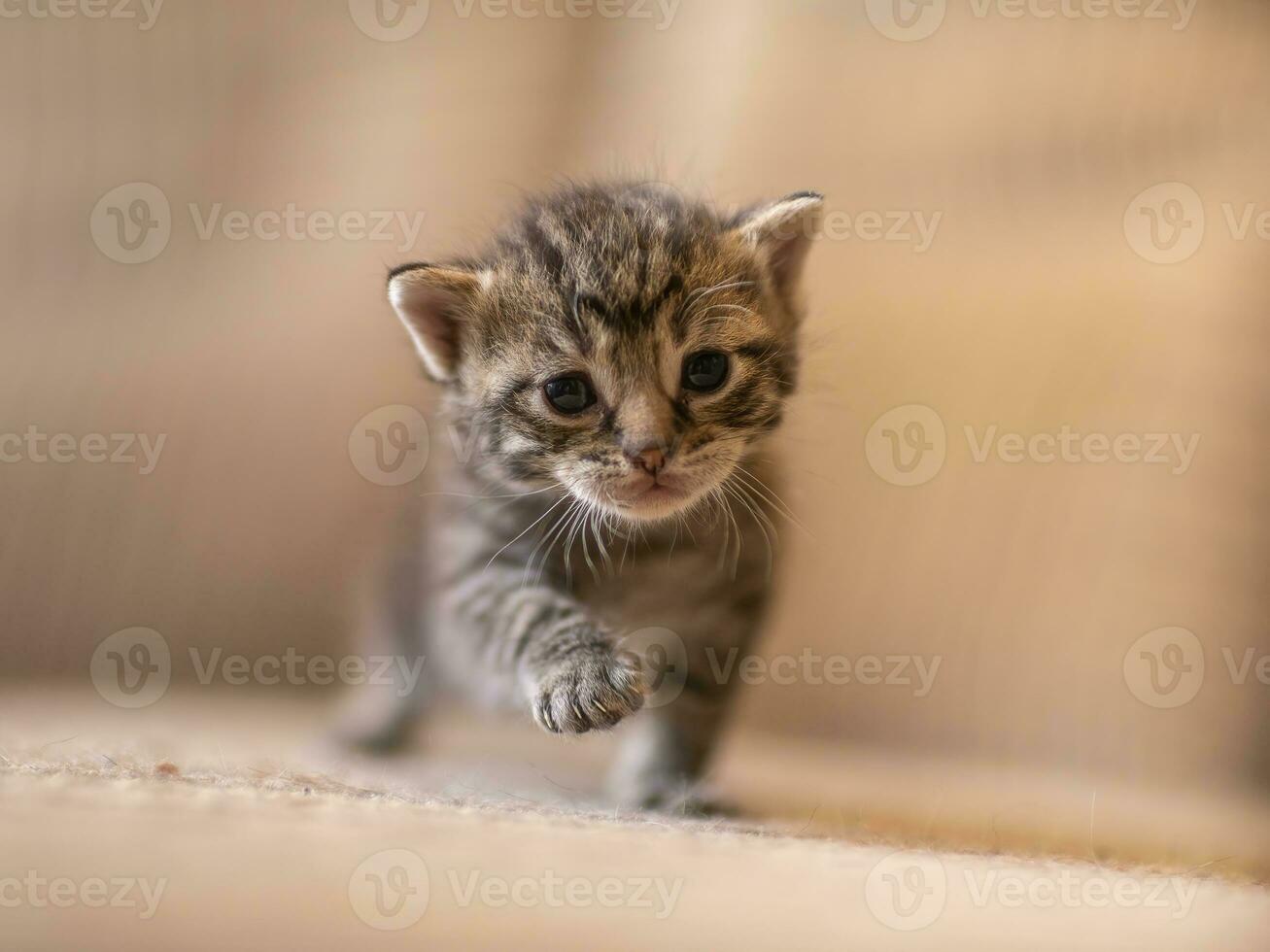 einer jung inländisch gestreift Katze felis catus sieht aus süß foto