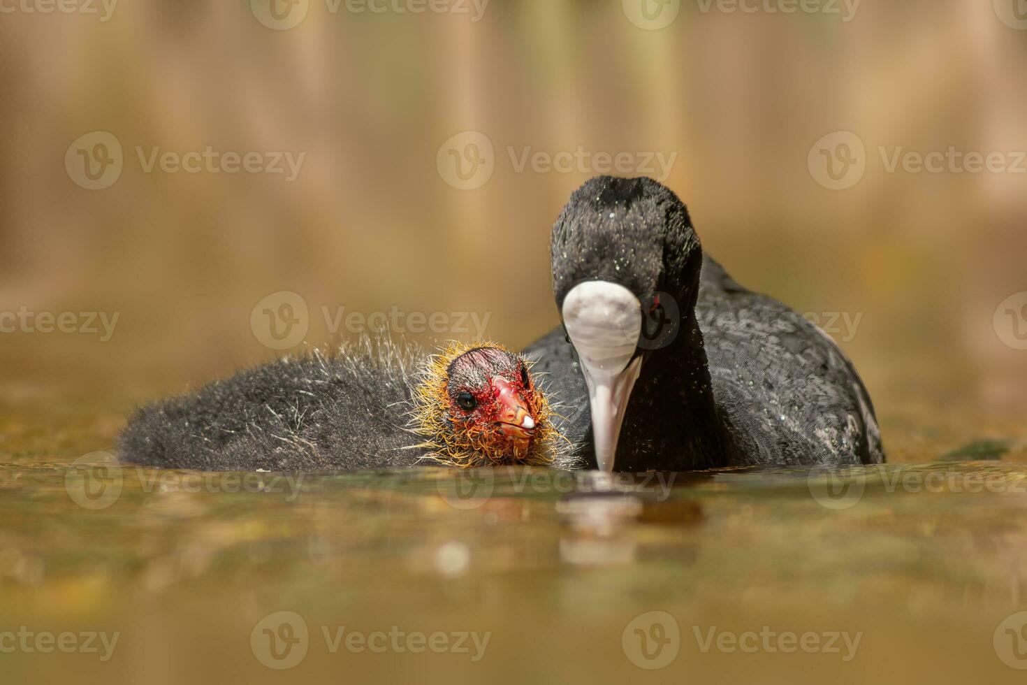 einer Erwachsene Blässhuhn Fulica atra Einspeisungen es ist jung Küken auf ein reflektieren See foto