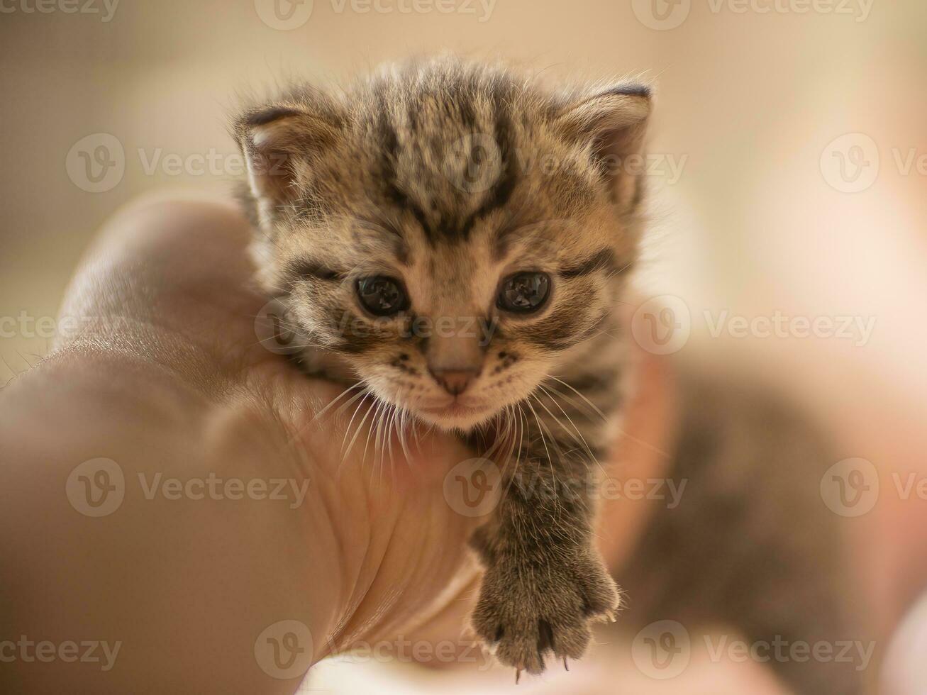 einer jung inländisch gestreift Katze felis catus sieht aus süß foto