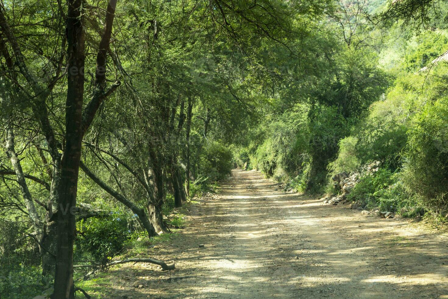 Grün Bäume und Gebüsch total einhüllen Kies Straße im baviaanskloof foto