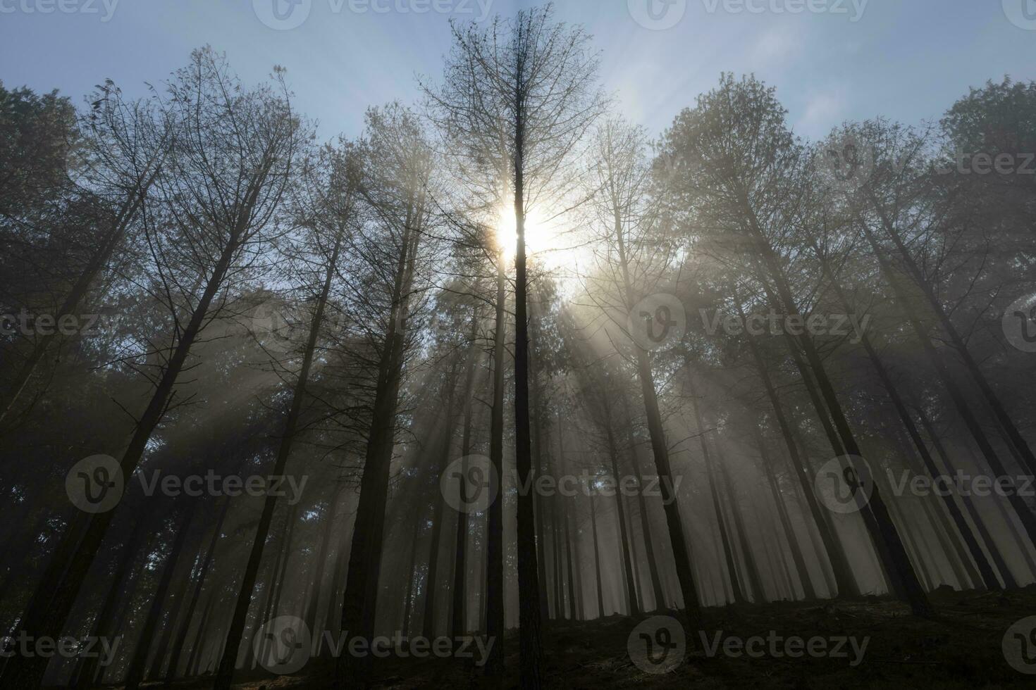 Strahlen von Sonnenlicht durch das Nebel früh Morgen im das Wald foto