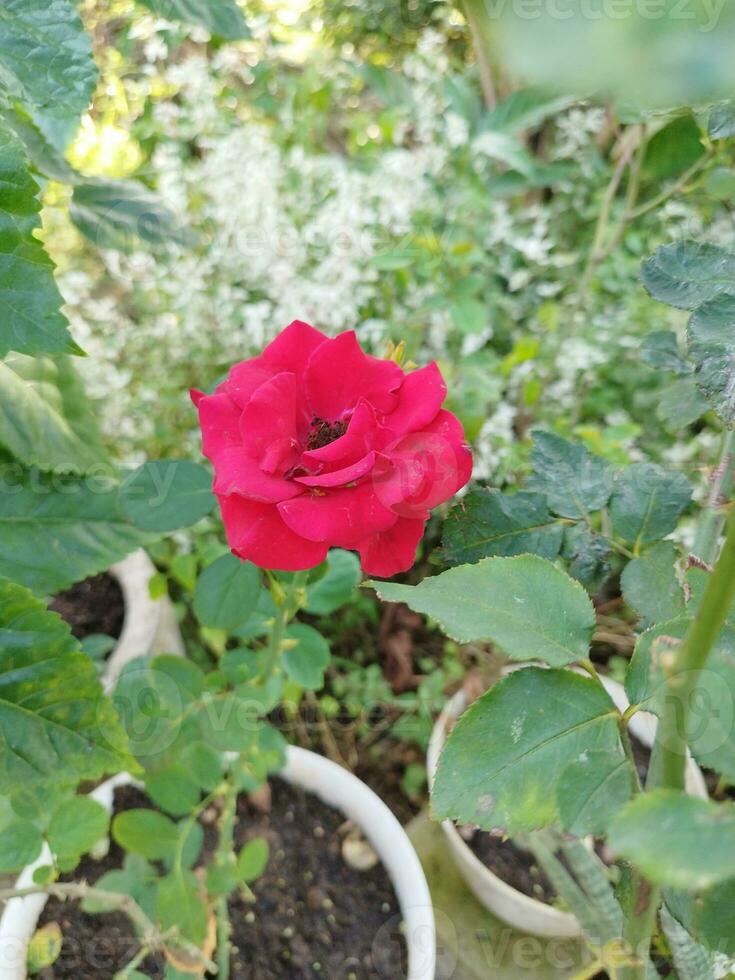 rot Rose im das Garten Hintergrund foto