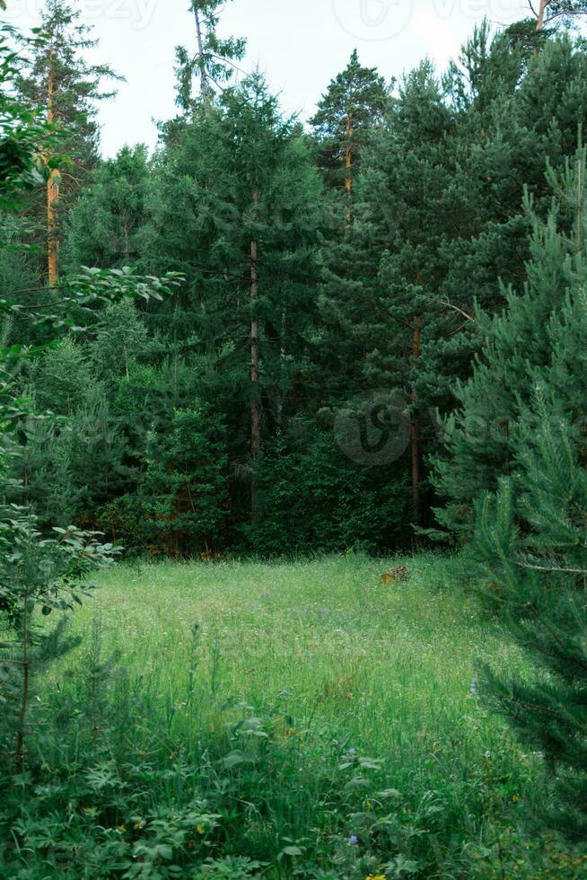 üppig Grün Wiese im ein dicht Nadelbaum Wald. sibirisch Taiga. Ruhe und Abgeschiedenheit im lokal Tourismus foto