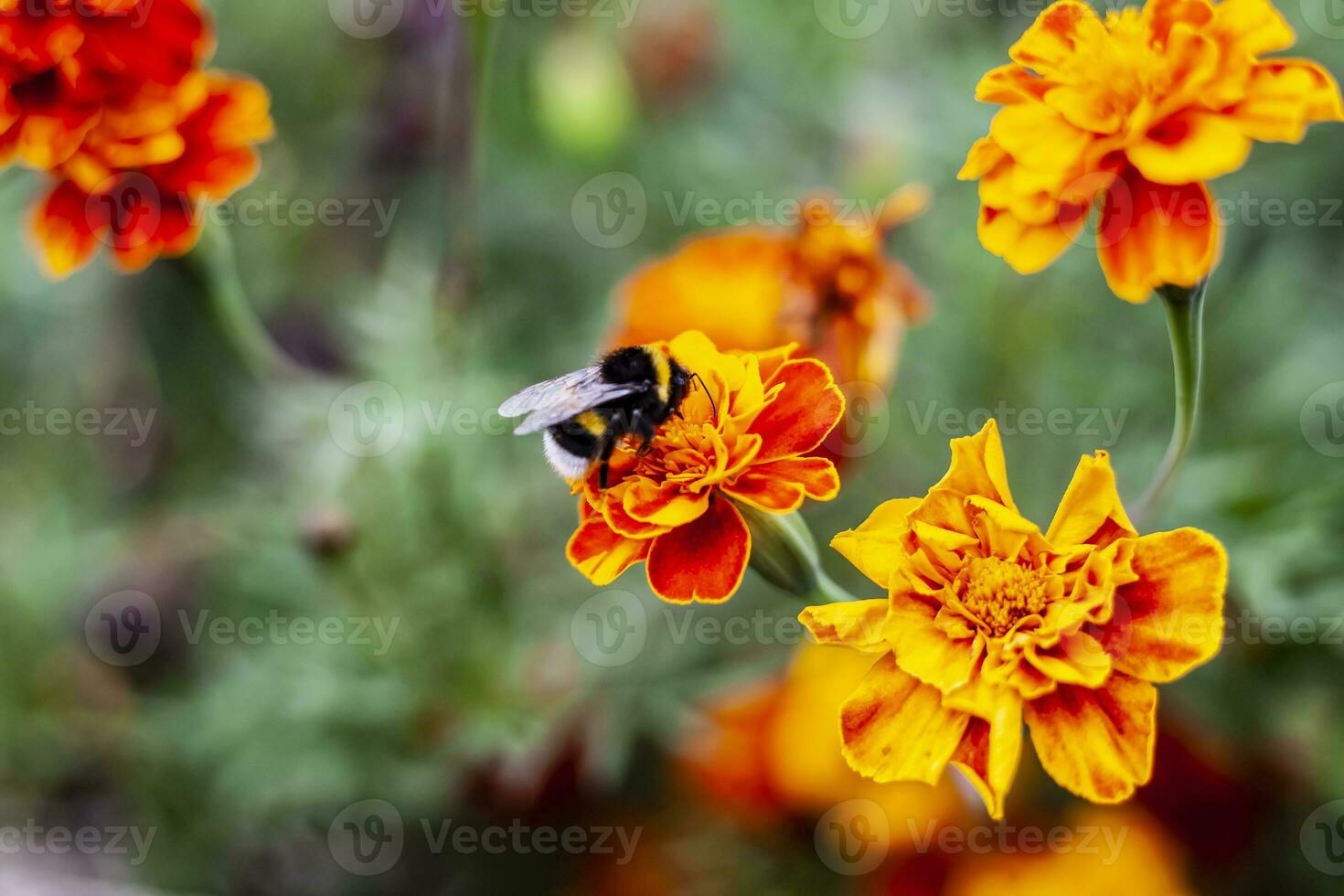 groß Hummel auf ein Orange Blume Tagetes, Nahansicht. Hummel auf ein Ringelblume Blume auf ein Grün verschwommen Hintergrund. Makro Foto Insekt. behaart Hummel sammelt Nektar von Ringelblume Blumen