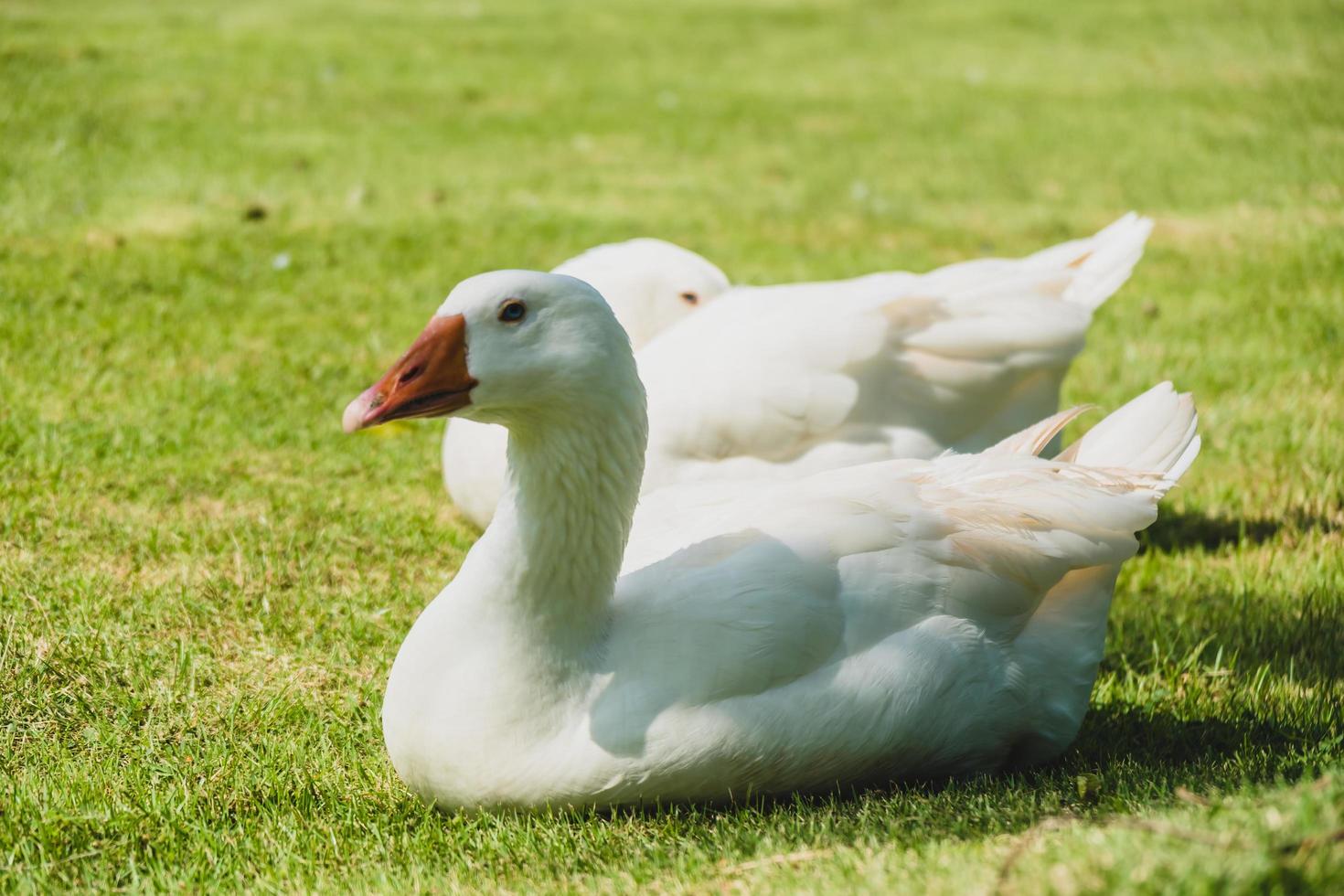 weiße Gans foto