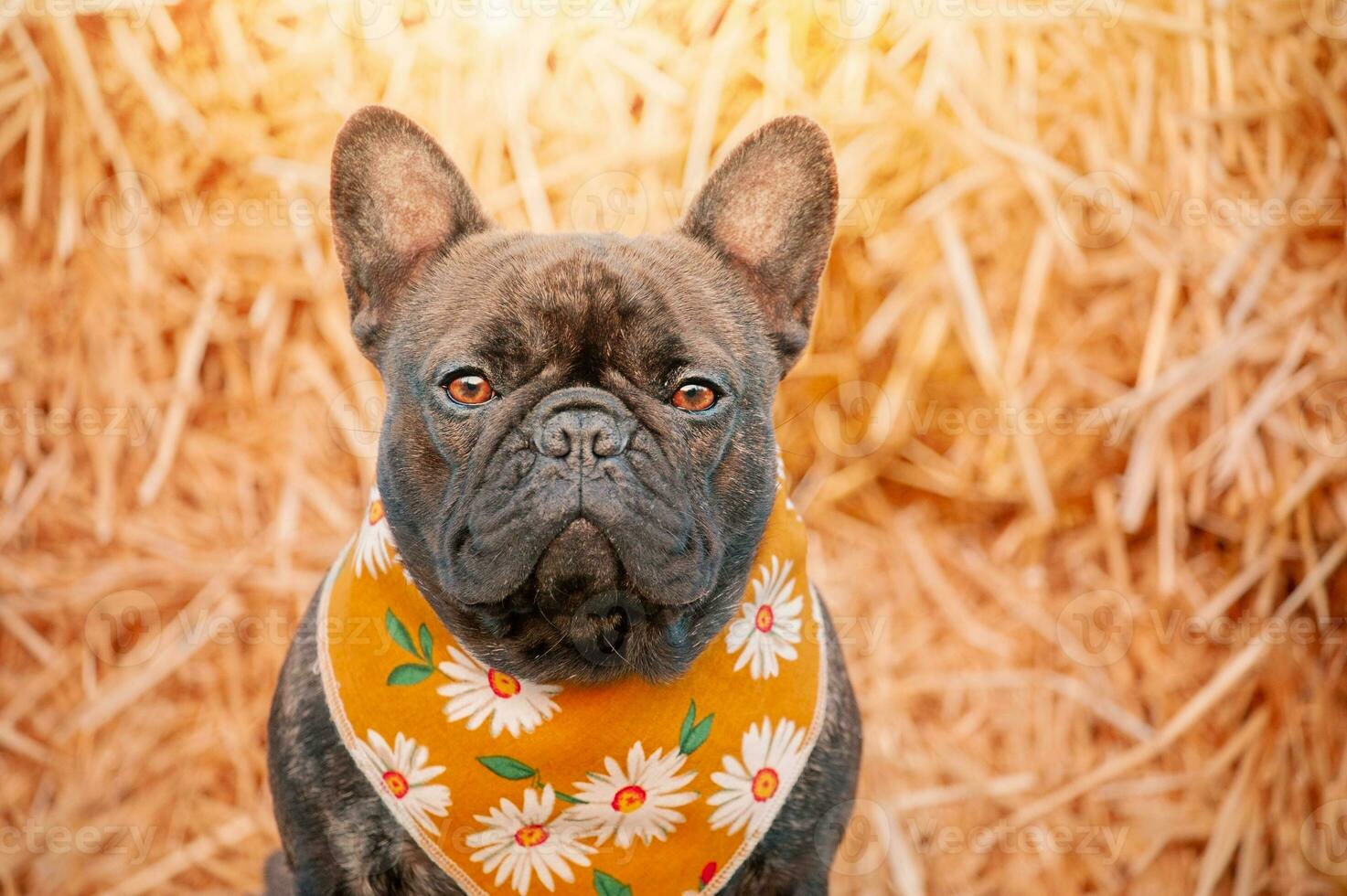 Französisch Bulldogge im ein Gelb Bandana mit Gänseblümchen. ein gestromt Hund auf ein Hintergrund von Heu. foto