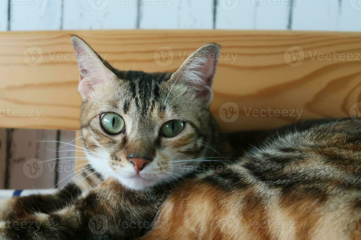 Nahaufnahme eines niedlichen Tabby-Kätzchens, das auf Blue Jeans-Hintergrund schläft, Vintage-Filter. Babykatze schläft. Haustier. junge Kätzchen. süße lustige katzen zu hause. foto