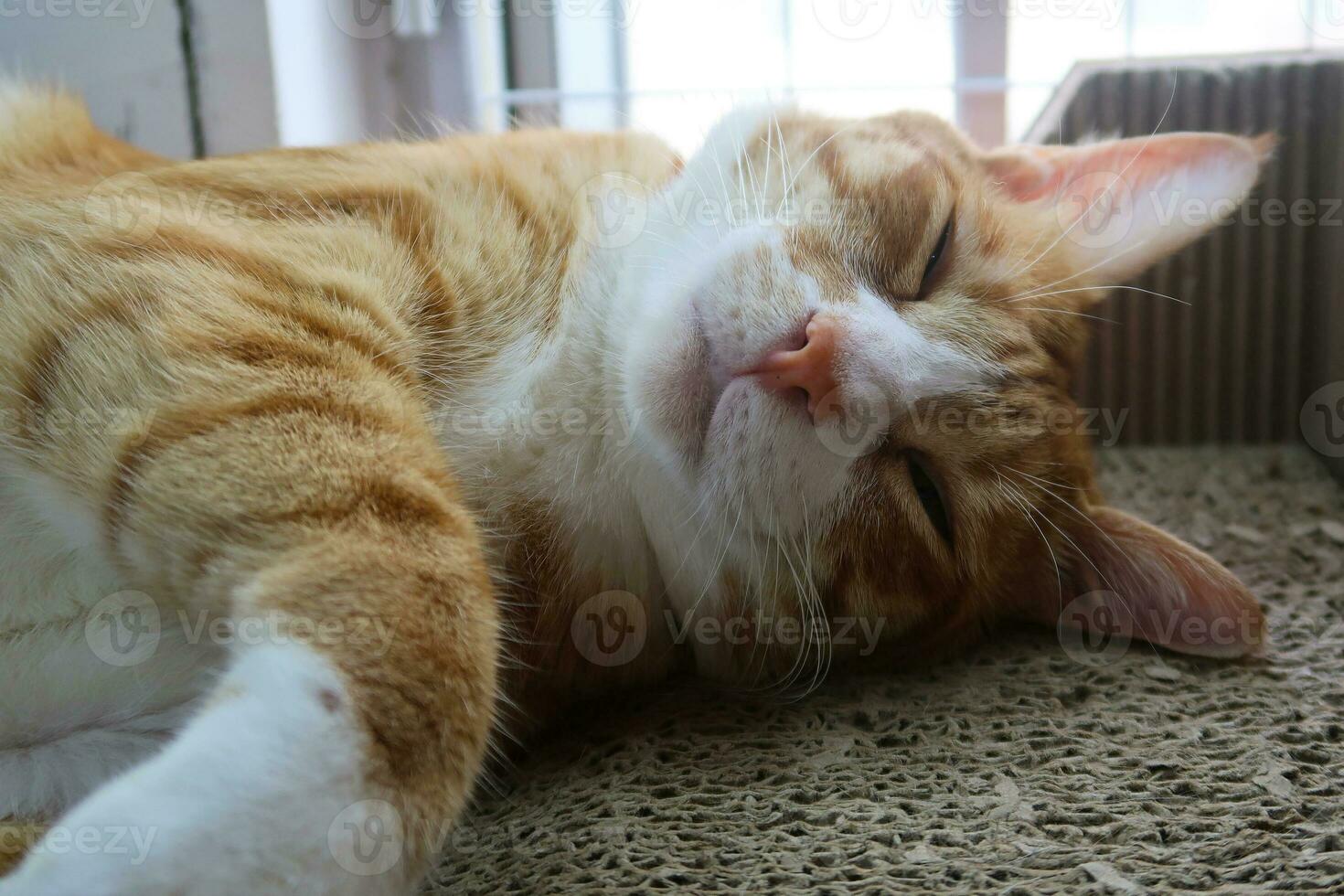 süßes kleines rotes kätzchen schläft auf einer pelzgrünen decke. Eine rote Katze schläft in seinem weichen, gemütlichen Bett. eine süße und schöne kleine rot-weiße Kätzchenkatze, die auf dem Bett liegt. foto