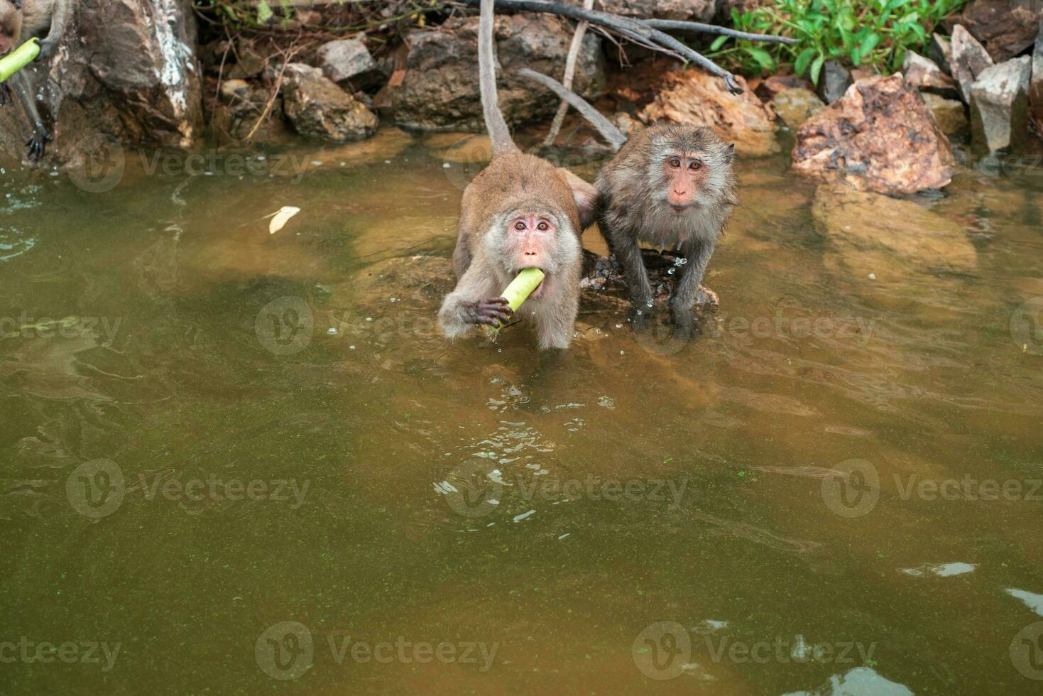 Der Affe läuft und isst auf dem Felsen am Reservoir. foto