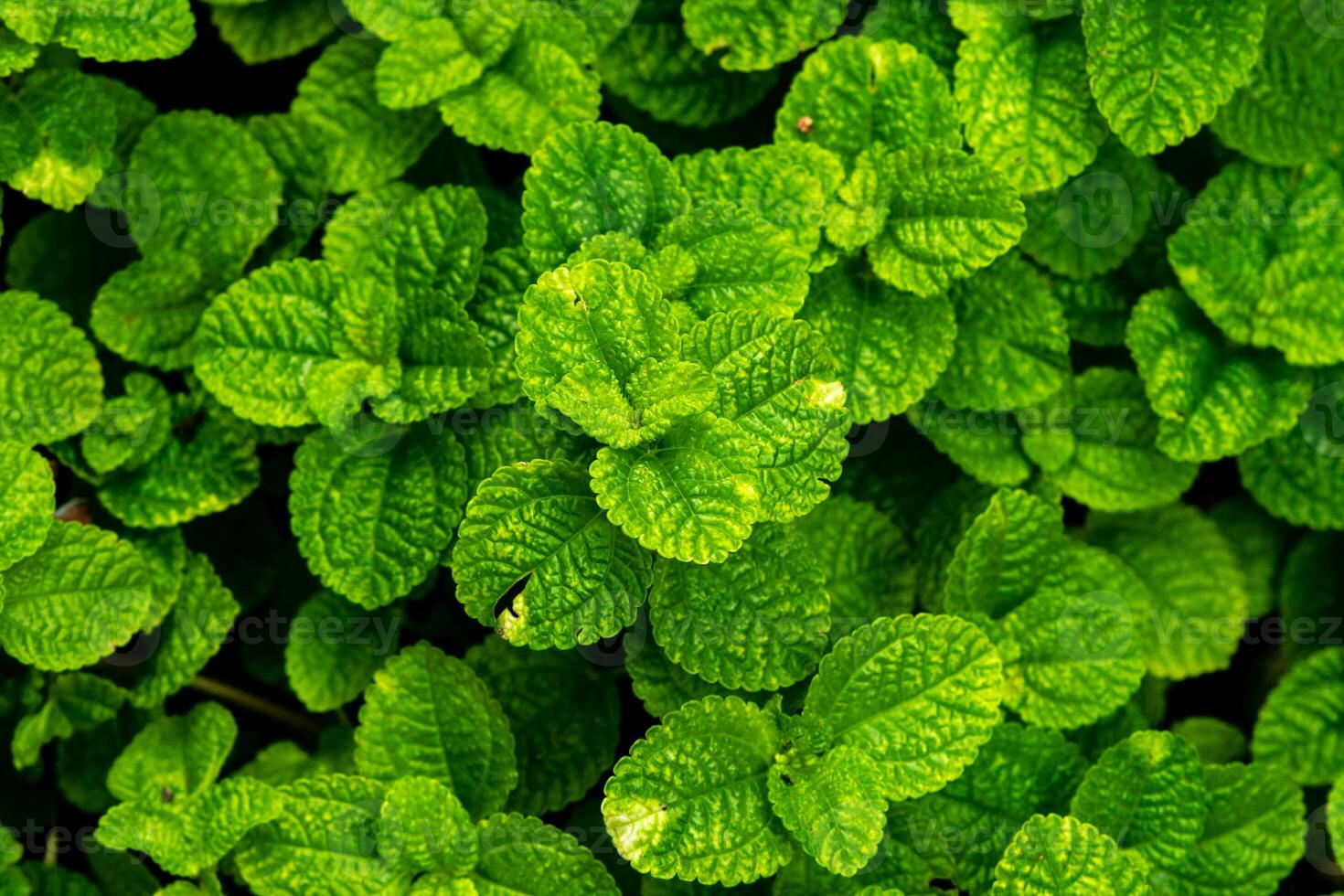 niedrig Licht. Grün Blatt im das Garten. foto