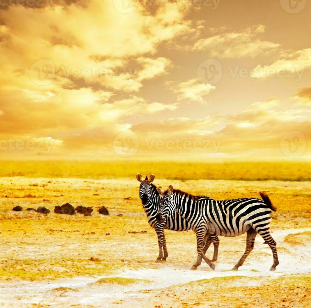 afrikanisch wild Zebras foto