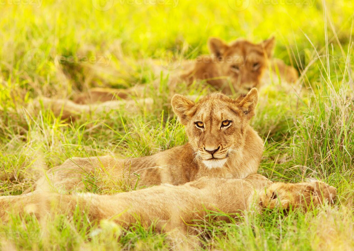 afrikanische Löwenbabys foto