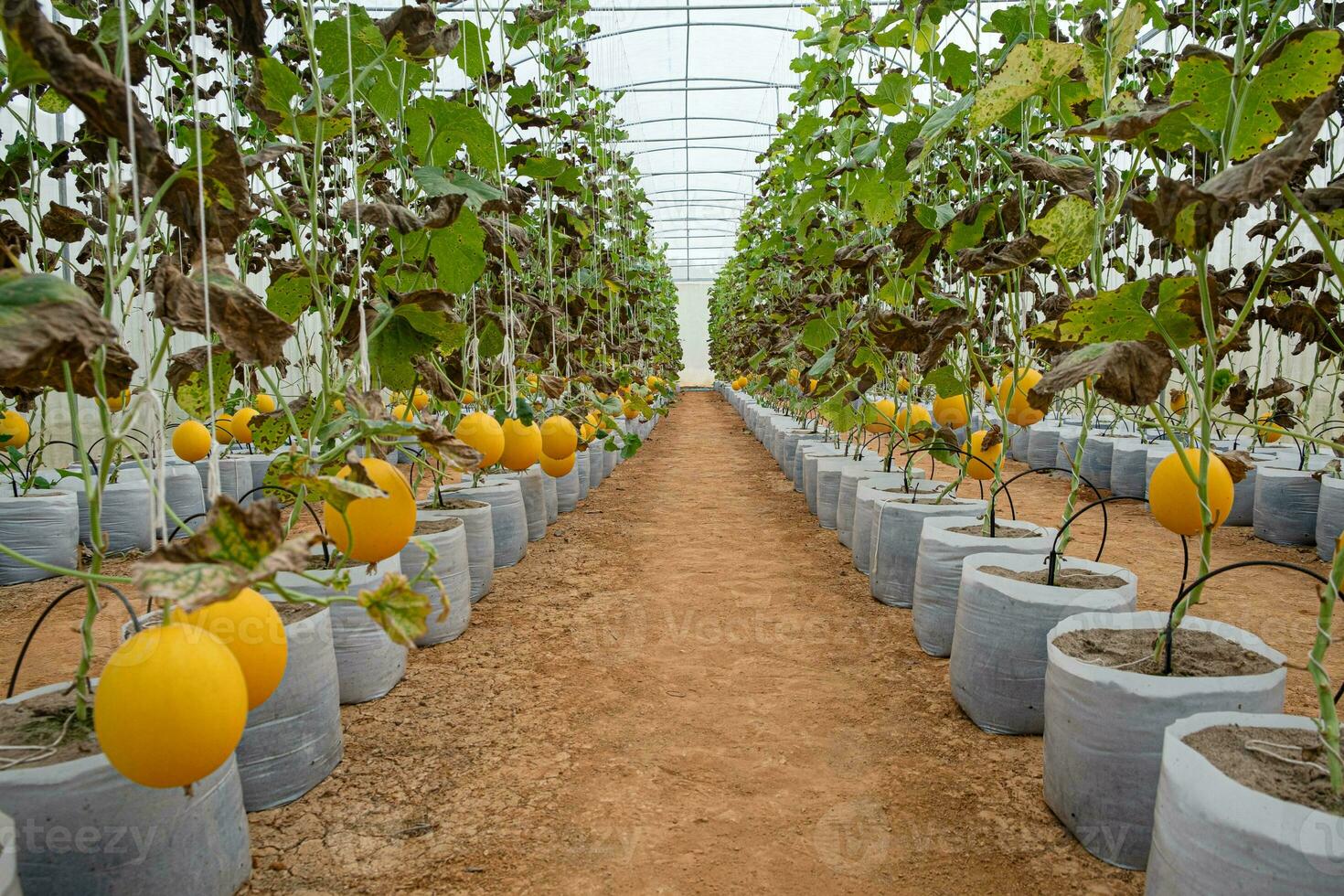 Melonen in der Gewächshausfarm foto