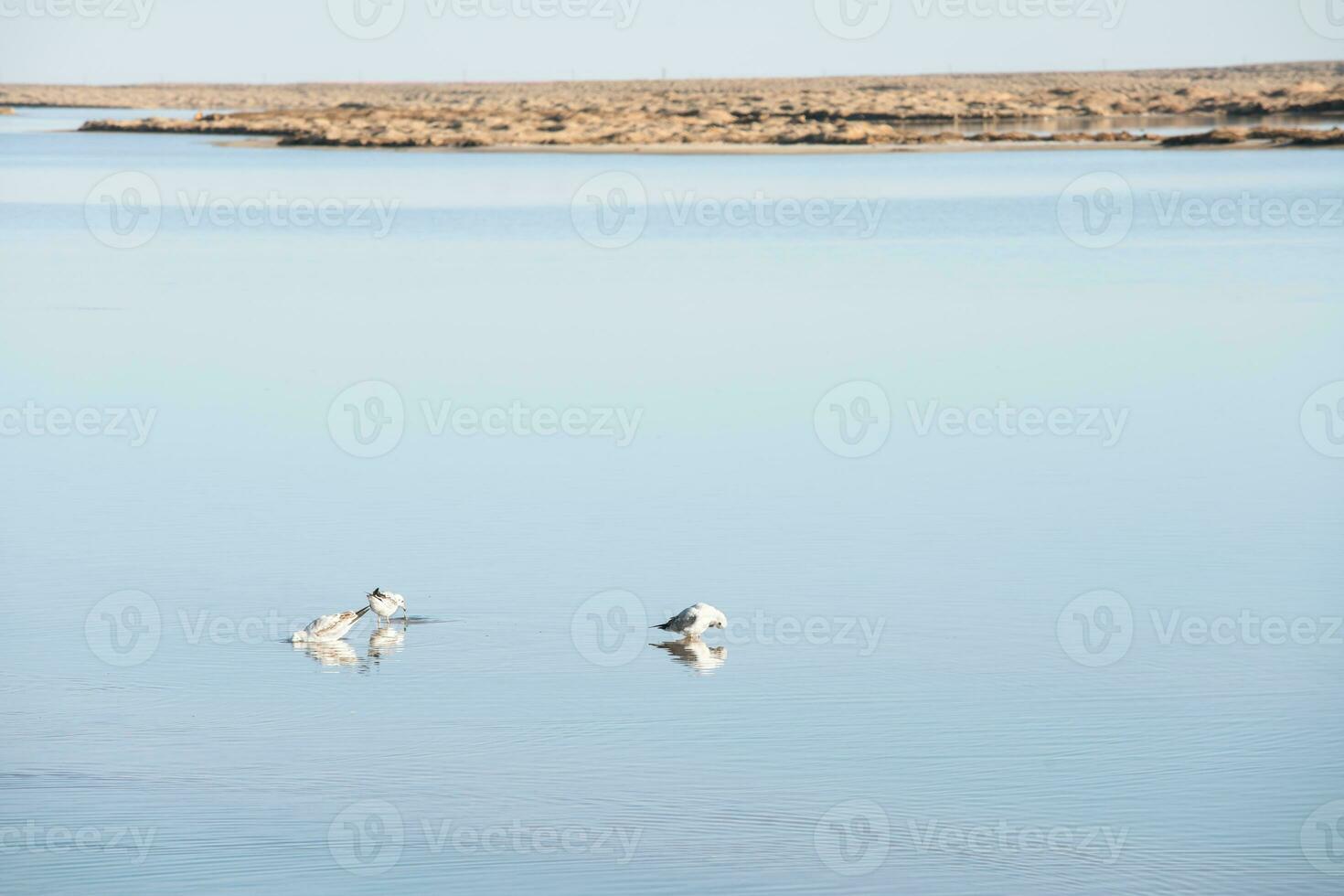 Vögel im das sauber See, natürlich Landschaft. foto