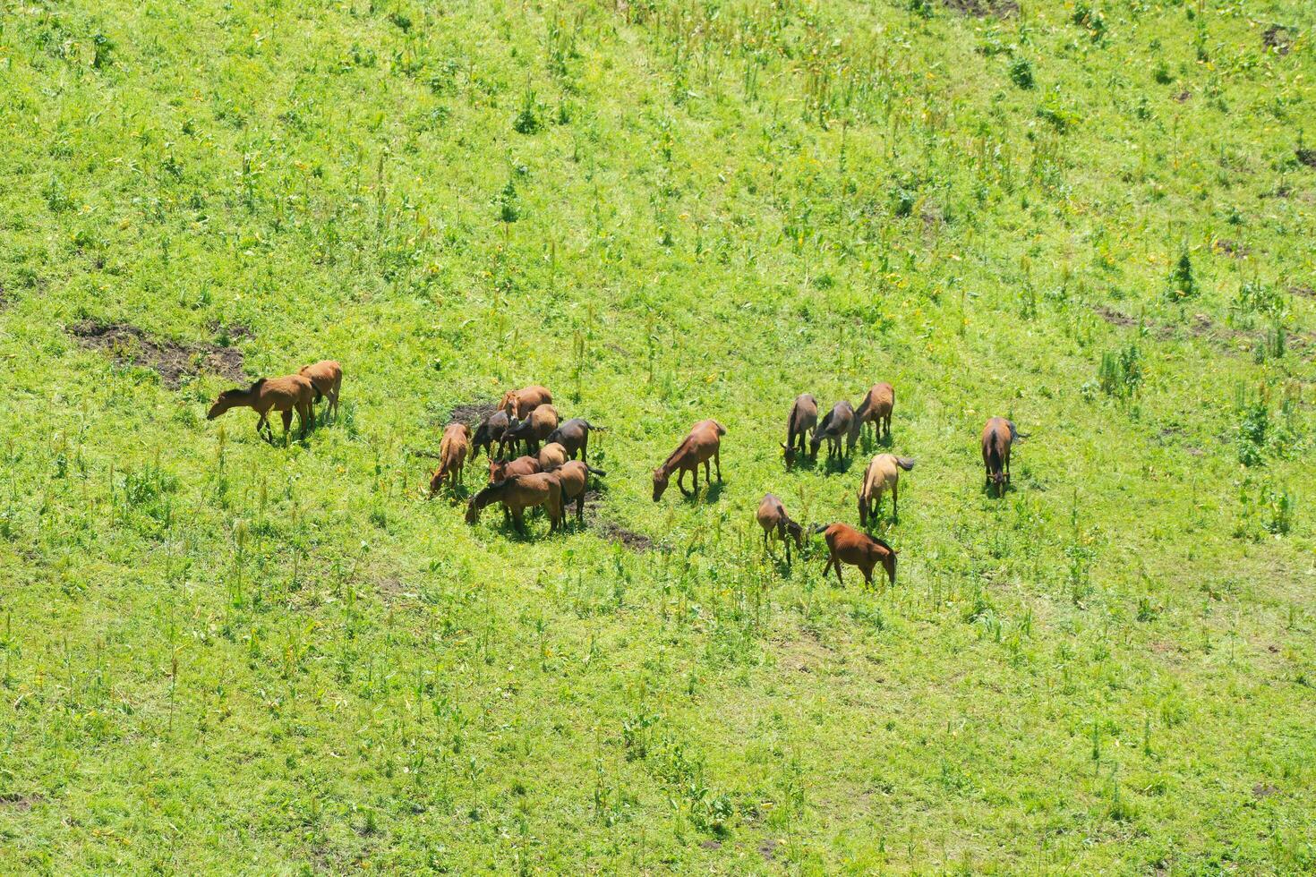 Wiese und Pferde im das sonnig Tag. foto