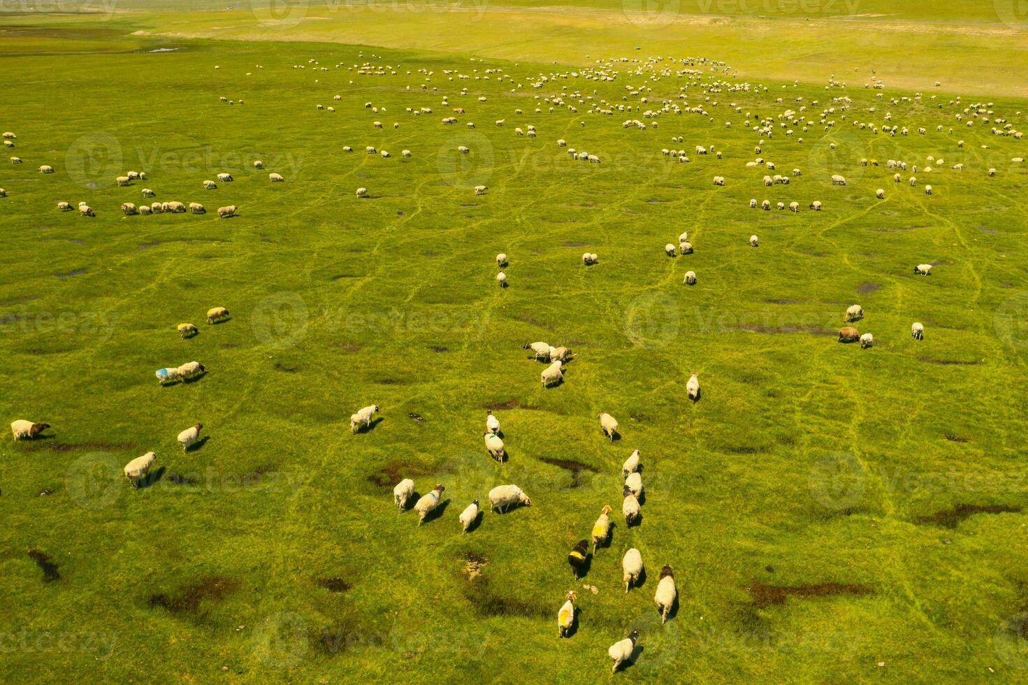 Schaf auf das Prärie mit Blau Himmel. foto