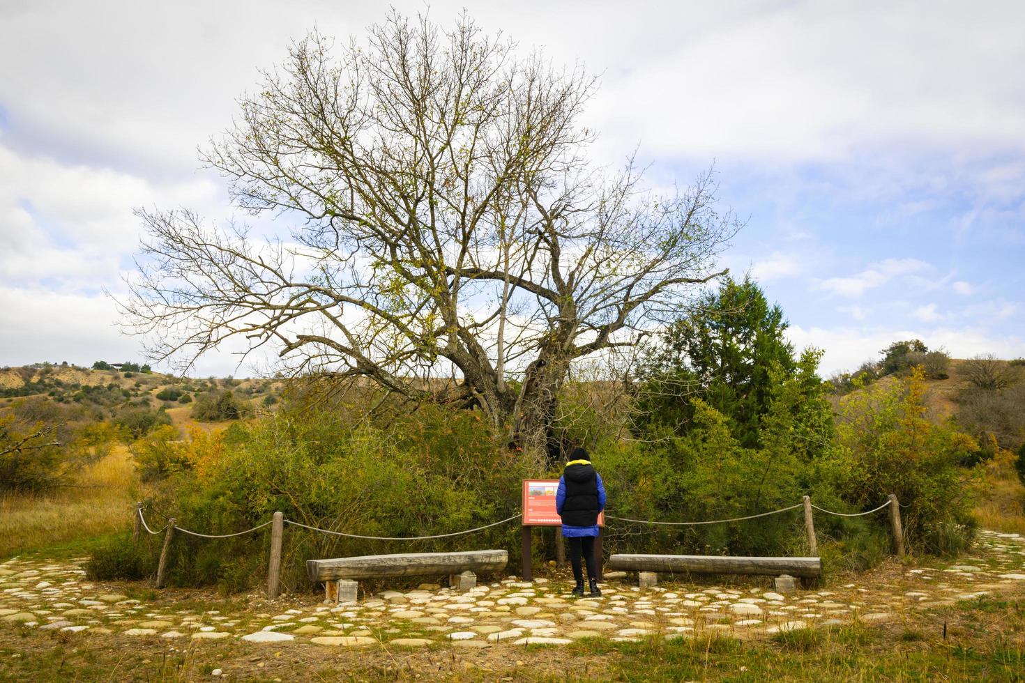 800 Jahre alter Baum mit Zaun im Vashlovani-Nationalpark geschützt foto