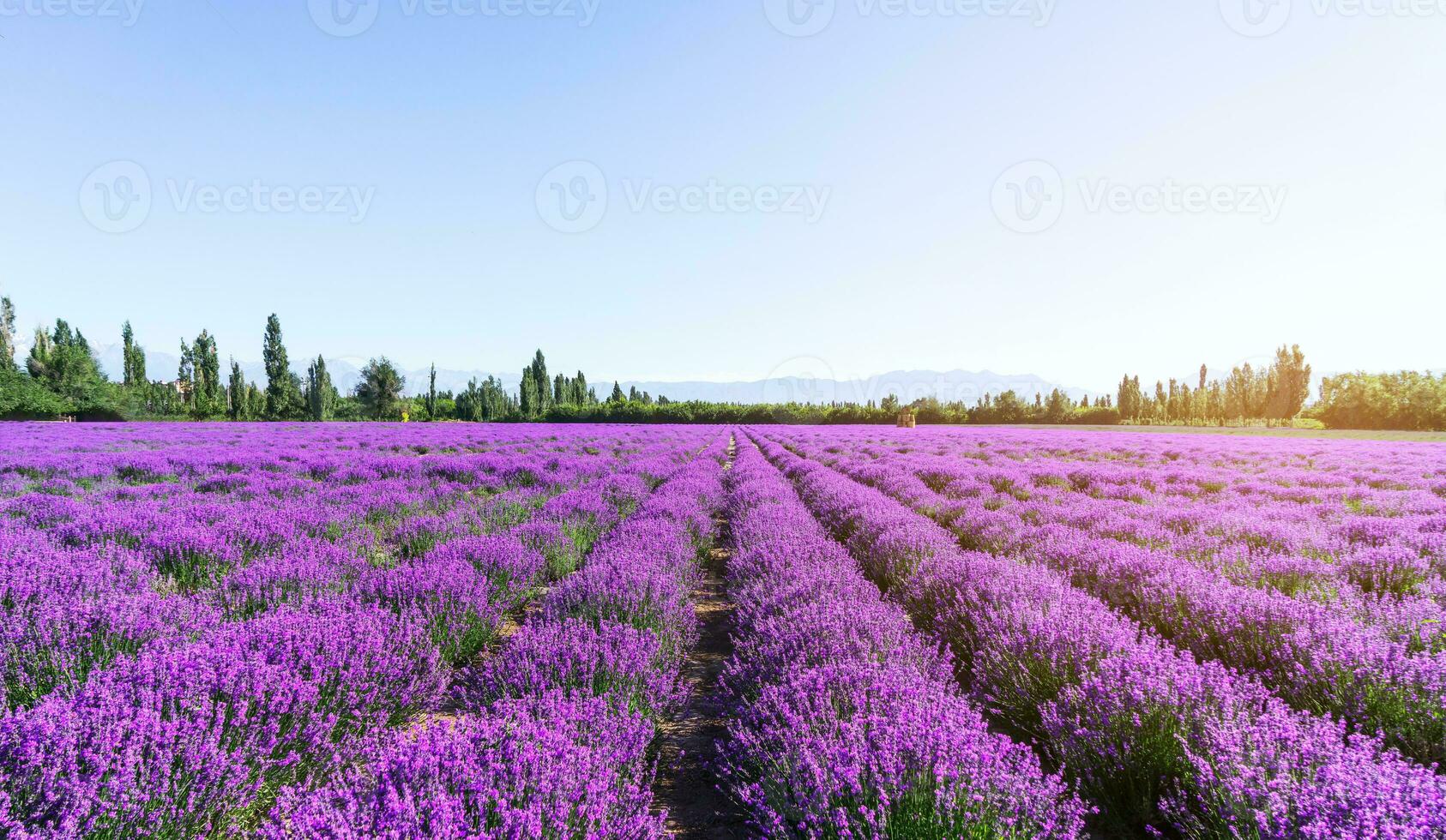 Lavendel Herrenhaus auf ein sonnig Tag. foto