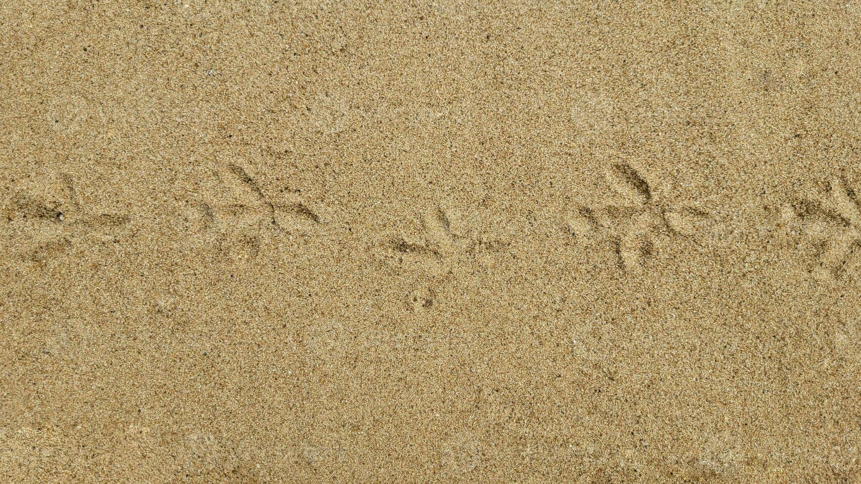 Vogel Spuren auf ein sandig Strand auf ein sonnig Tag foto