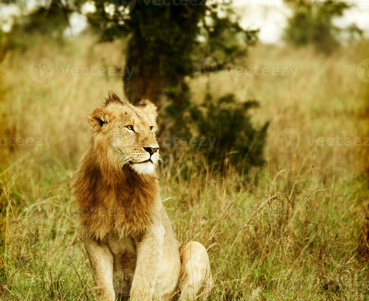 jung wild afrikanisch Löwe foto