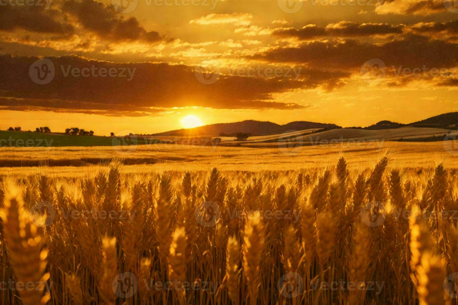 ein golden Weizen Feld im das Landschaft beim Sonnenuntergang foto