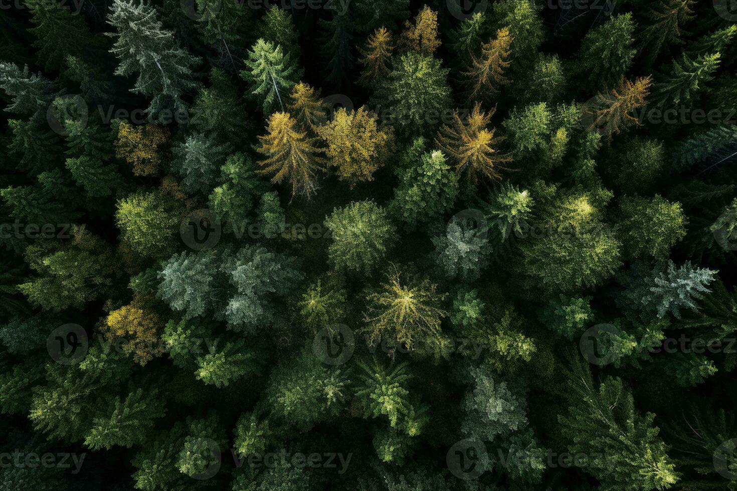 von oben nach unten Overhead Aussicht von ein Wald mit gemischt Bäume ai generativ foto