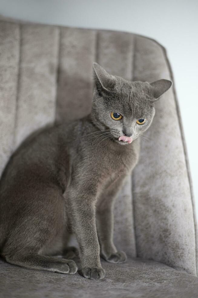Porträt von wütend britisch kurzes Haar Katze auf grau Banner. foto