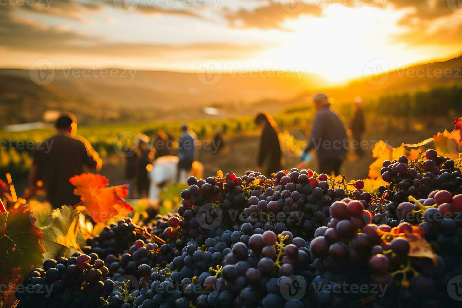 Menschen genießen Ernte von Trauben beim das warm fallen Sonnenuntergang im Weinberg Landschaft foto