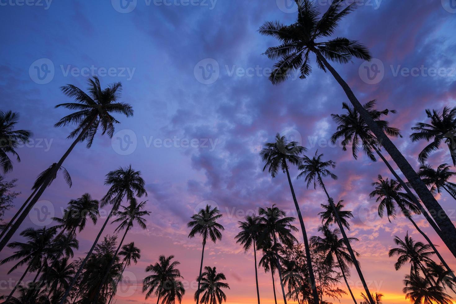 Silhouette der Kokospalme bei Sonnenuntergang am tropischen Strand foto