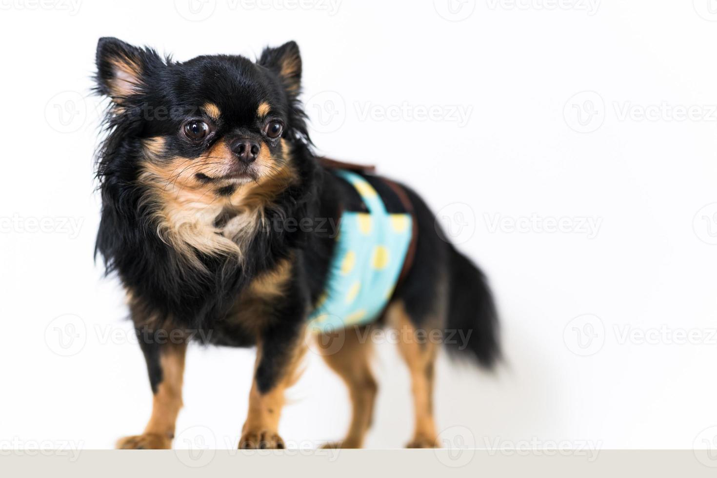 süßer Chihuahua-Hund isoliert auf weißem Hintergrund foto