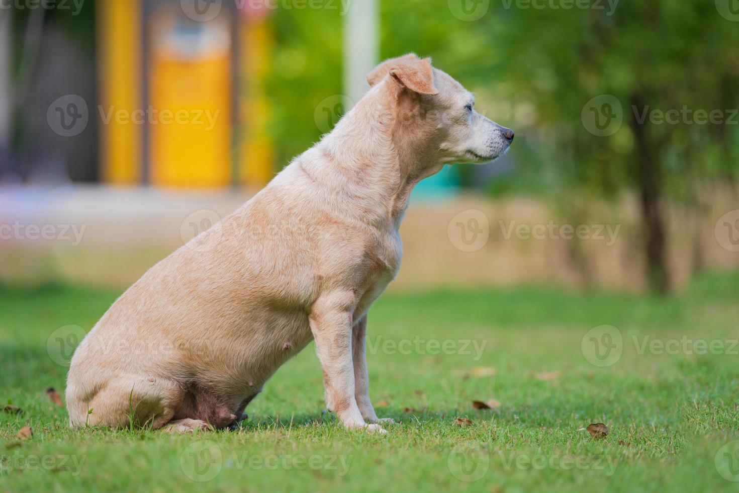 kleiner Hund sitzt im Rasen foto