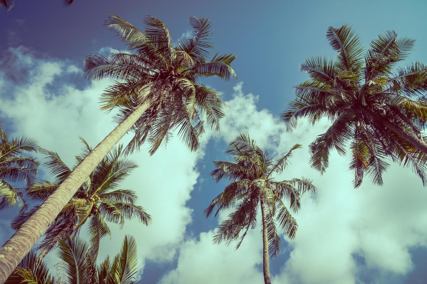 Kokospalme am Himmel foto