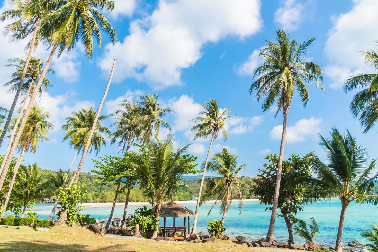 Kokospalme am Strand und Meer foto