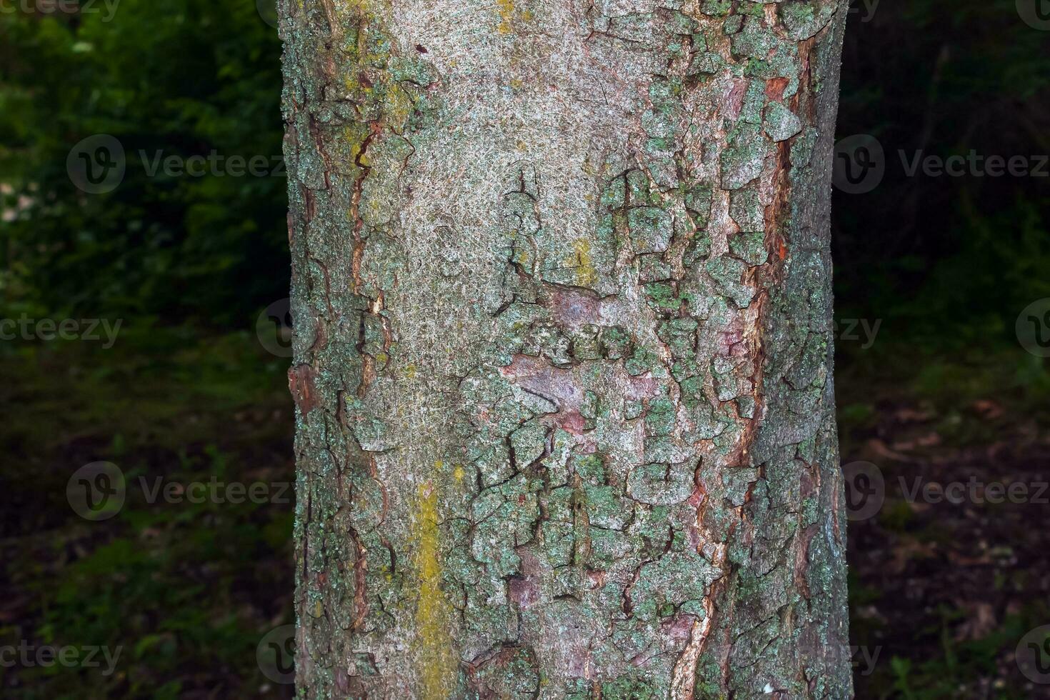 Nahansicht von Kastanie bellen. das Textur von das Kofferraum von Aesculus Hippocastanum l. Hintergrund von Leben Holz. Haut von das Wald Natur. foto